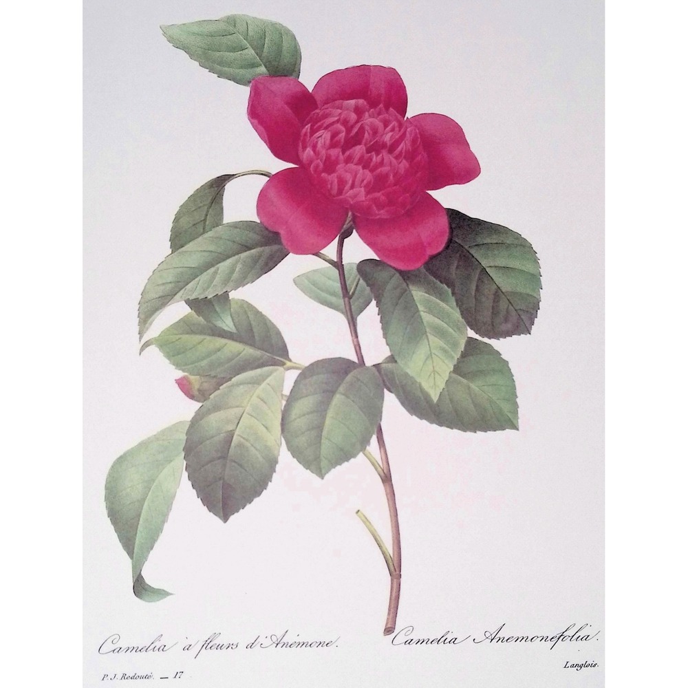 P.J. Redouté Camellia Anemonefolia Botanical Book Plate Pink Floral 11x14